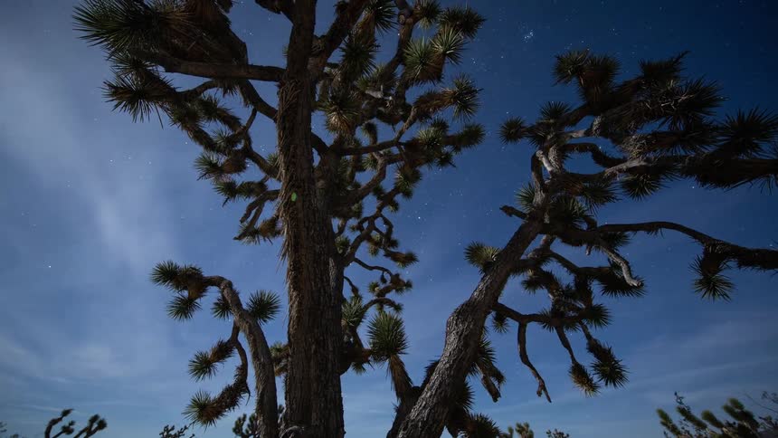 A large joshua tree has shooting stars in the sky behind it as the sun is rising