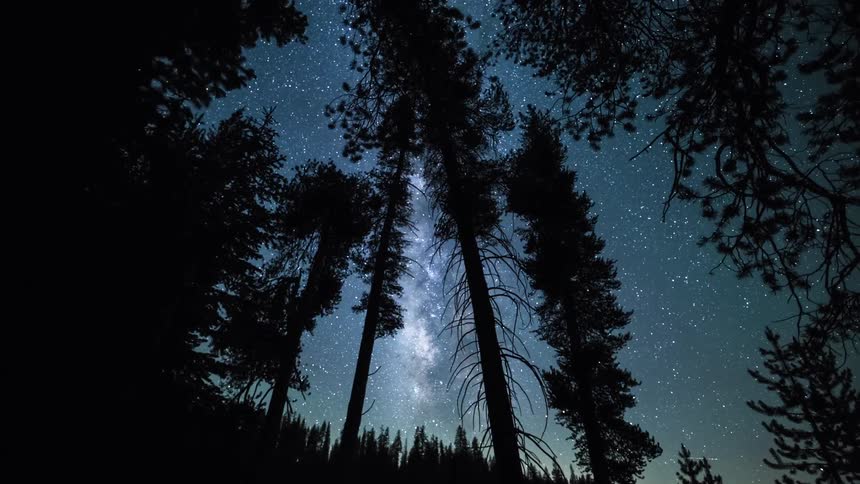 Stars in the night sky are seen through trees in the woods