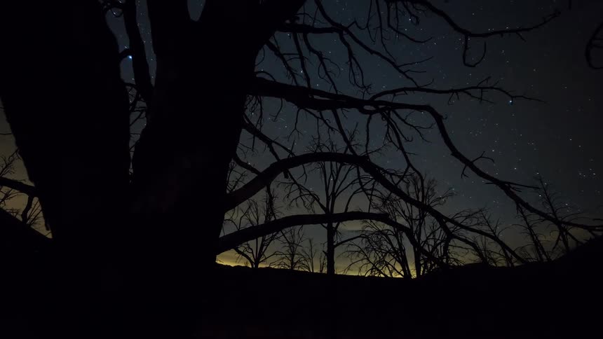 Time lapse view of a tree in the wilderness is displayed