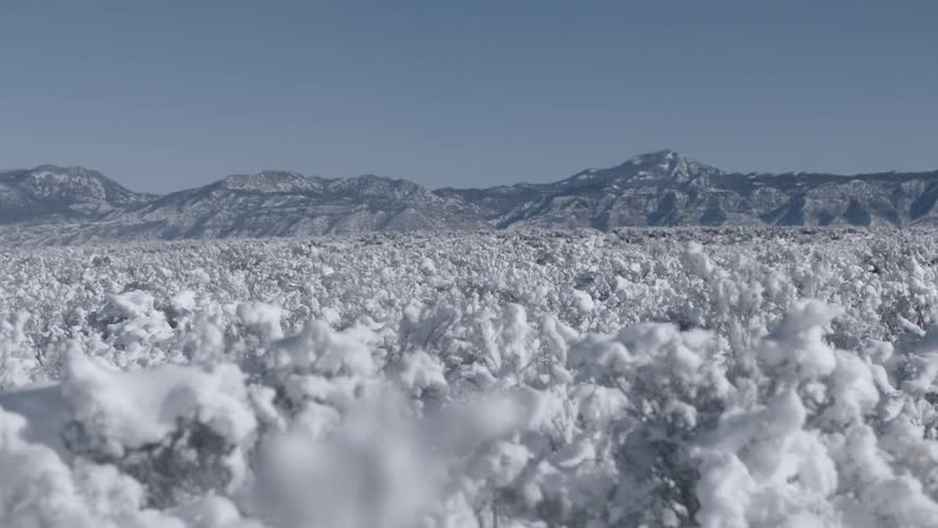 A field is full of bushes covered with snow
