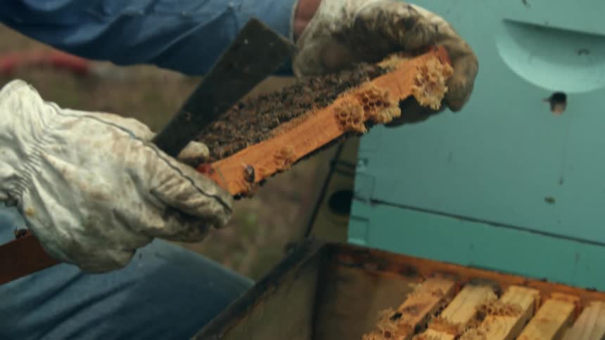 A person is working outdoors with some bees in the summer time