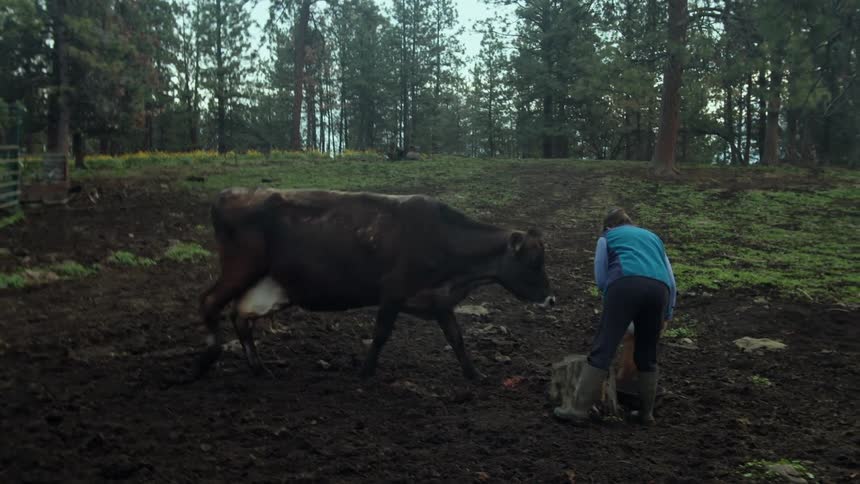 A woman with a bucket getting ready to milk a cow outside