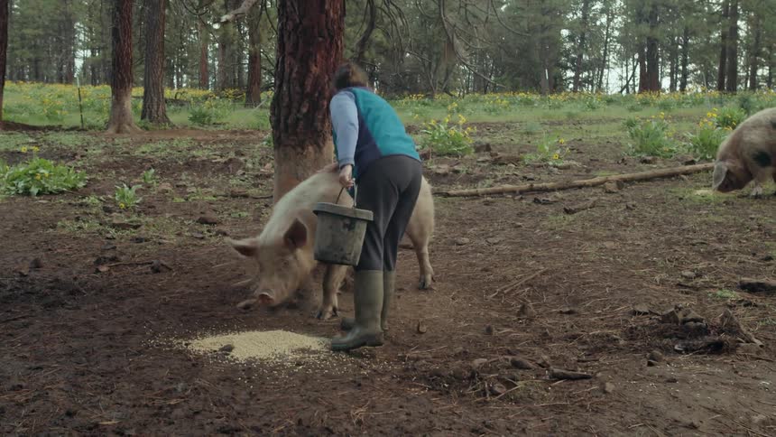 A woman pours a bucket of grain on the ground and a large pig trots over to eat it