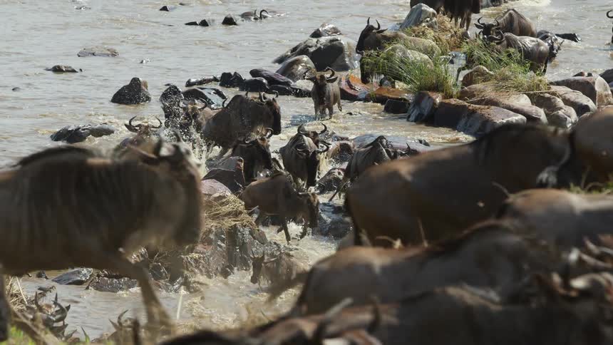 Herd of african wildebeest crossing a river in a line at daytime