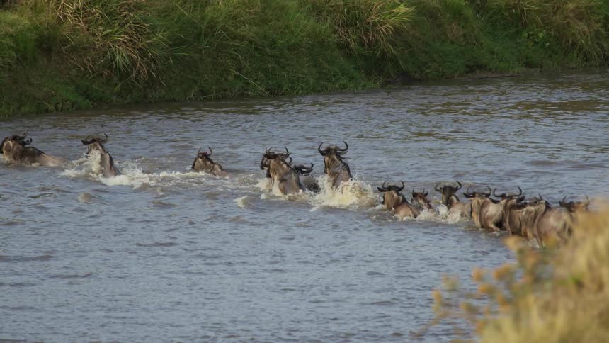 Herd of african antelopes crossing a river in a line at daytime