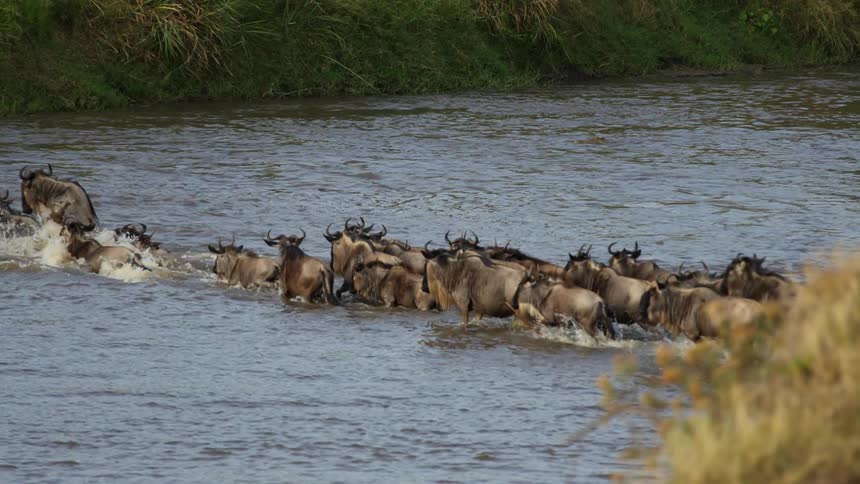 Herd of african wildebeest crossing a river in a line at daytime
