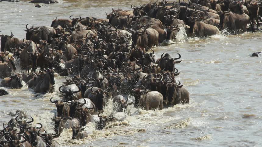 Herd of african wildebeest crossing a river in a broad line at daytime
