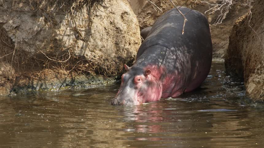 A hippo is walking into a river stream