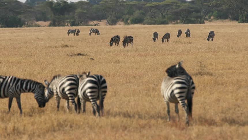 Herd of zebras grazing on the dry savannah grass at daytime