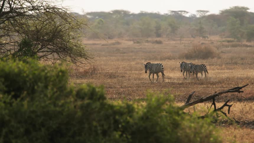 Small herd of zebras walking on the dry savannah terrain at daytime