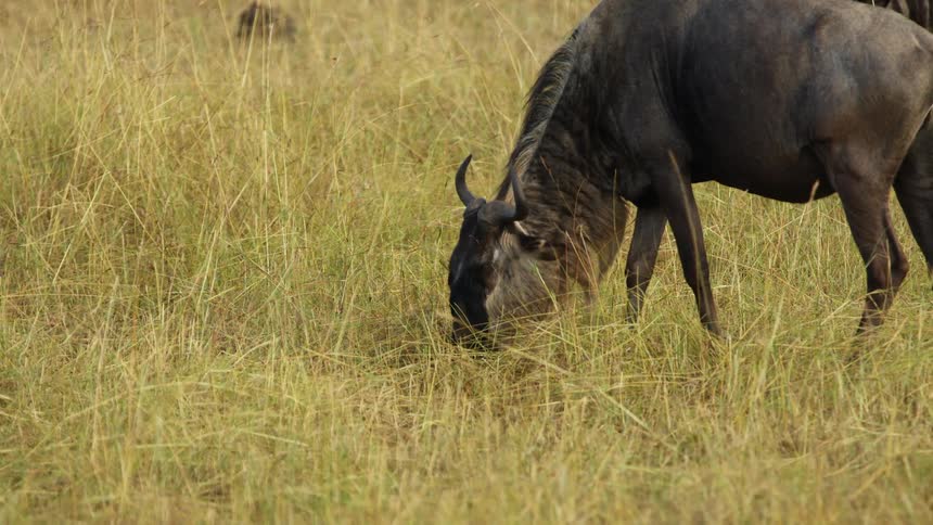 Wildebeest grazing on the savannah plains