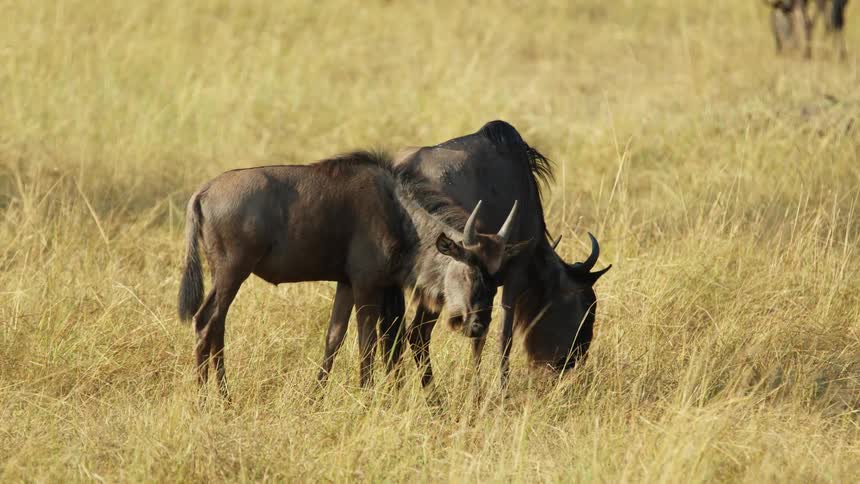 Goats eat grass while grazing in a field
