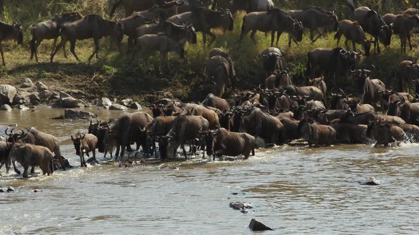 Herd of african wildebeest crossing a river in a line at daytime