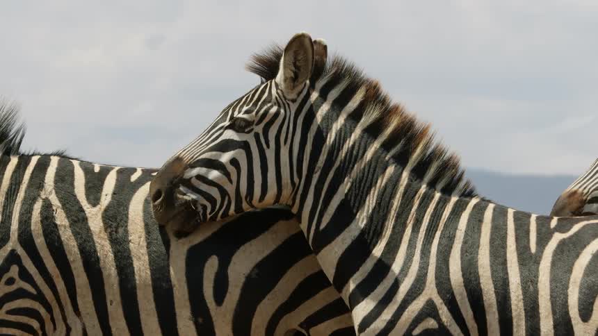 Close up of a zebra standing with the herd in the plains at daytime