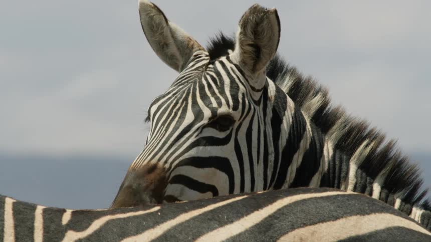 A zebra is moving its ears and looking around as it stand next to another zebra