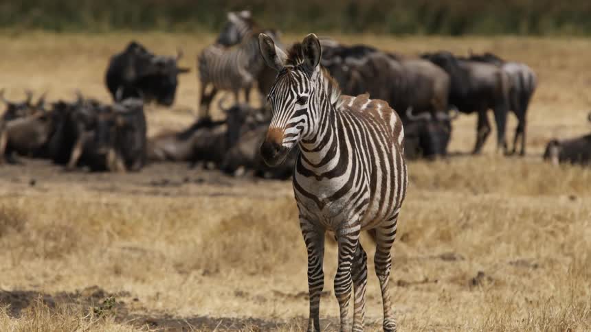 Zebra stands staring as other zebra and wildebeests lie down and stand in group in the background
