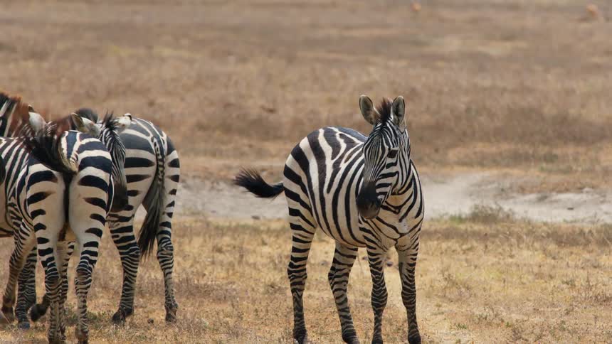 A herd of zebras are standing in a field and walking around