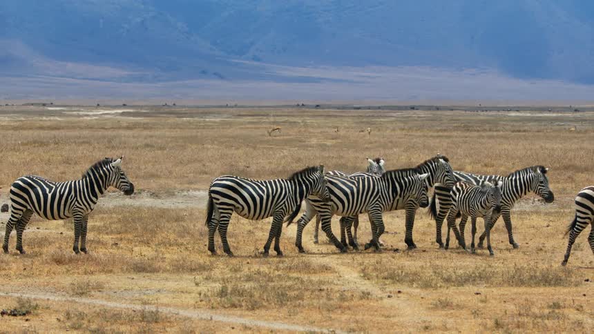 A herd of zebras are walking in the tundra
