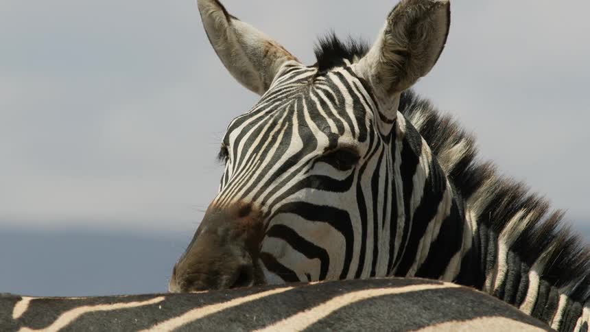 A zebra is moving its ears and looking around as it stand next to another zebra