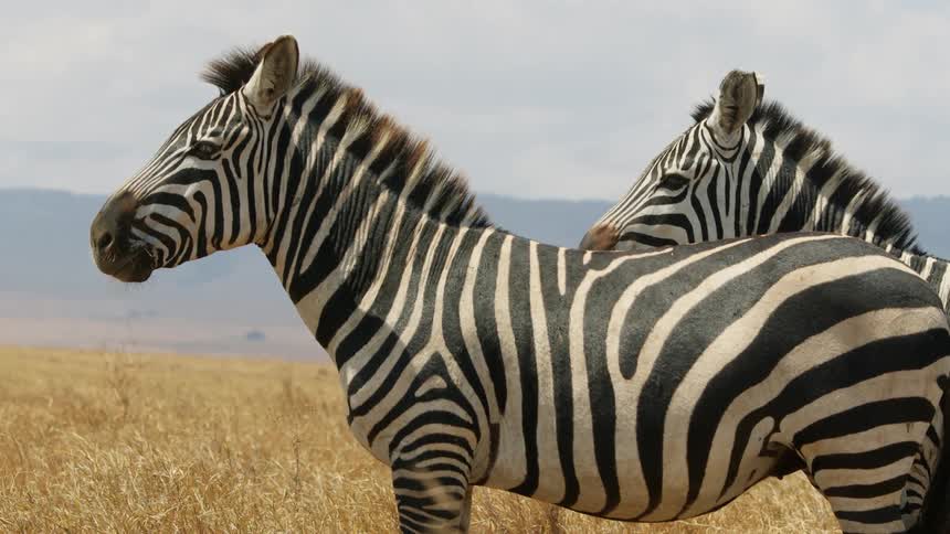 A pair of zebras standing on the grassland plains in the african savannah at daytime
