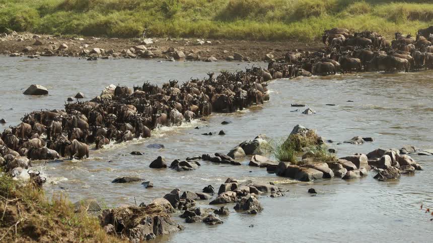 The animals cross the river
