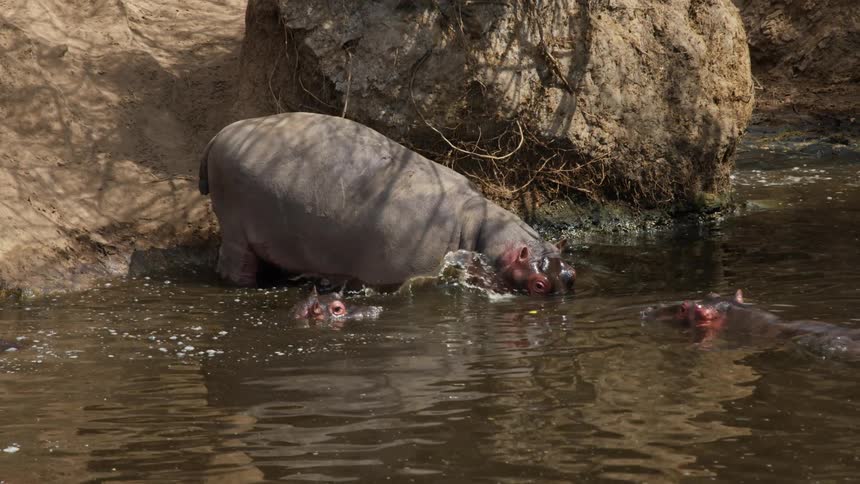 Hippopotamus slowly enters the river to join the herd