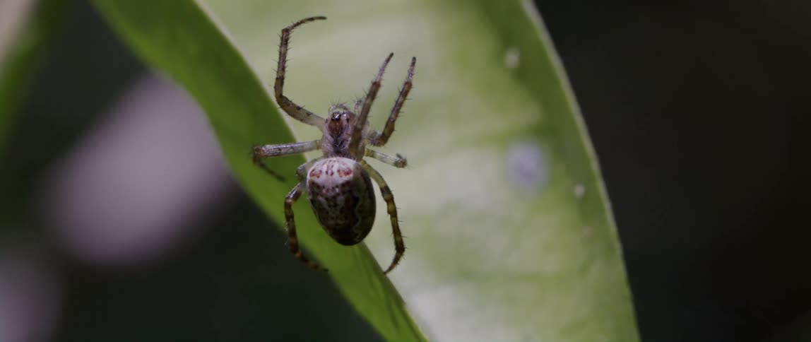 Closeup view of a spider on a plant