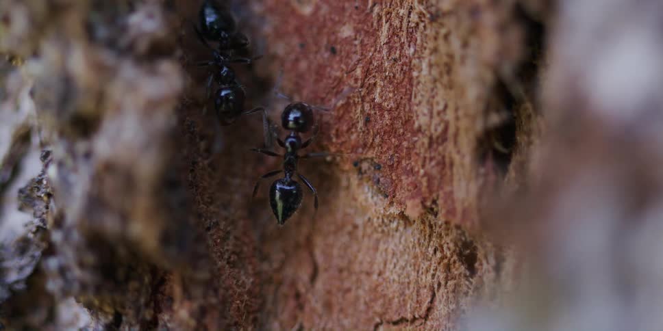 Two ants cross paths while walking along a tree