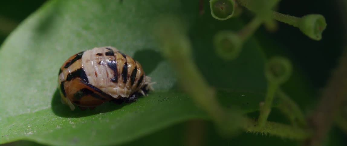 A pill bug rests on a leaf