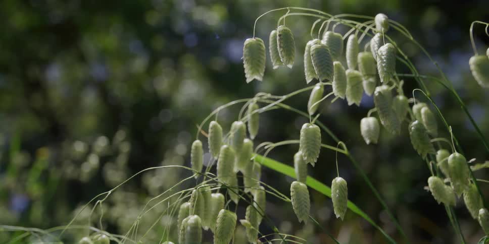 Droopy leaves on a plant in the wind