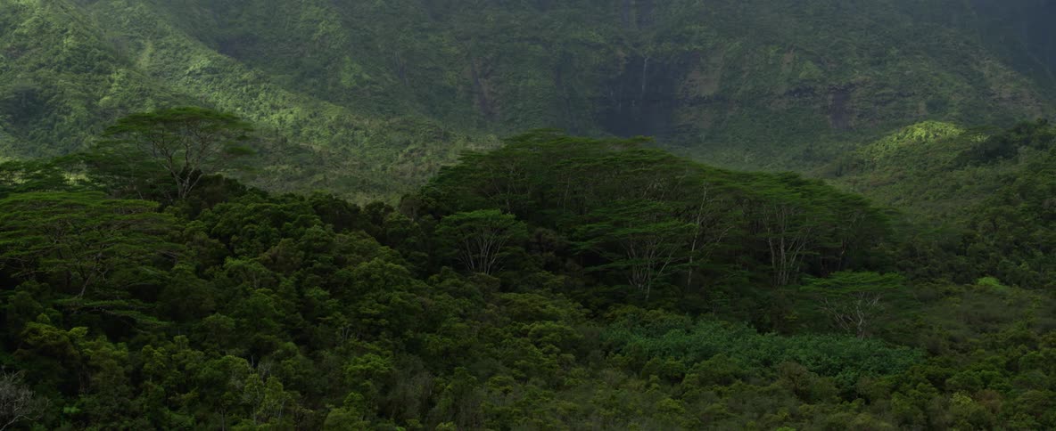 Thick green vegetation in the wilderness