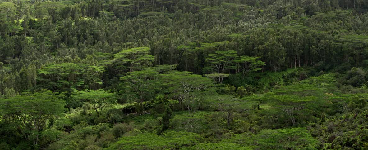 Aerial view of a forest during spring is displayed