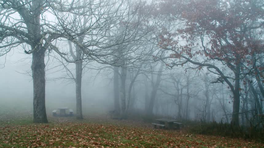 Picnic tables near trees on a foggy autumn day