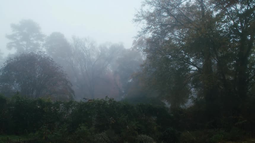 Mist is covering the forest area during spring