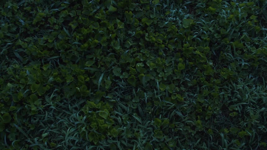 A view of grass in the springtime is displayed on film