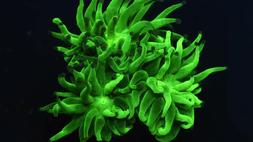 Cluster of organisms with green wriggling tentacles contrast with black background