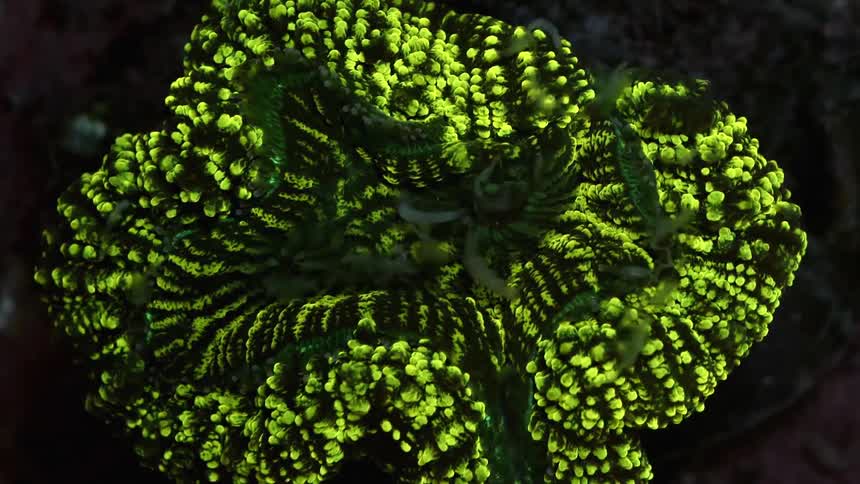 Close up of brain coral green in color in water