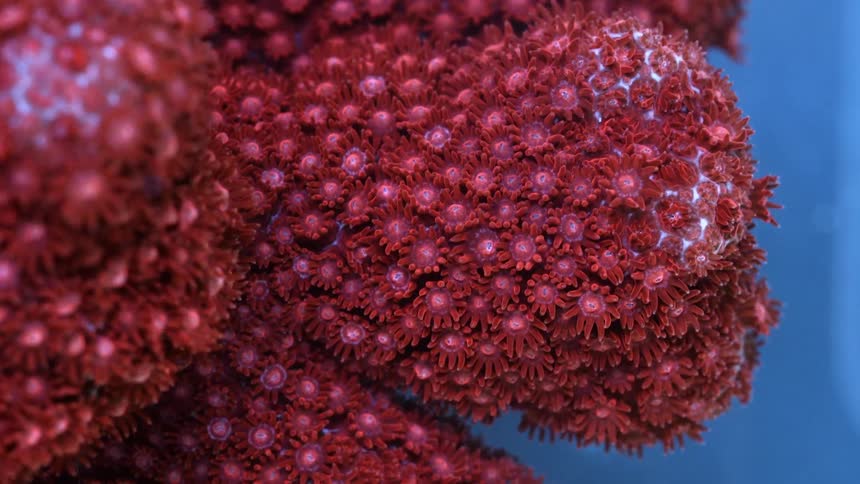 A view of coral outdoors in the ocean