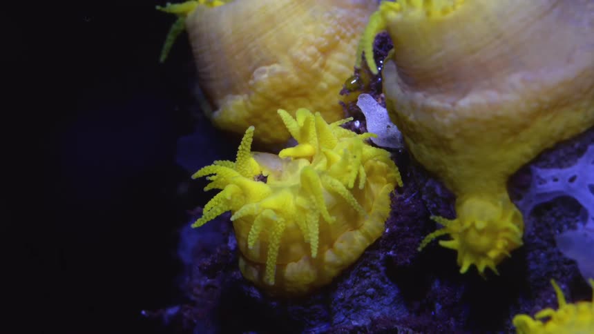 Close up of yellow polyps on coral waving their tentacles
