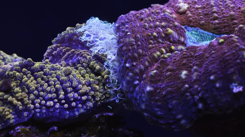 Colorful sea plants and sea life vibrating and pulsing against black