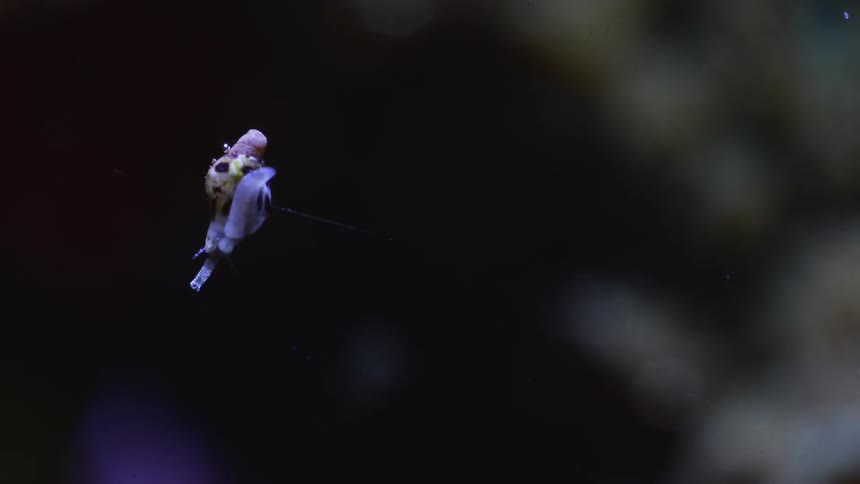 A colorful strange sea creature swimming downwards