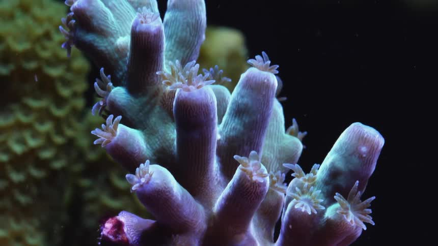Purple tentacles on coral reef in water