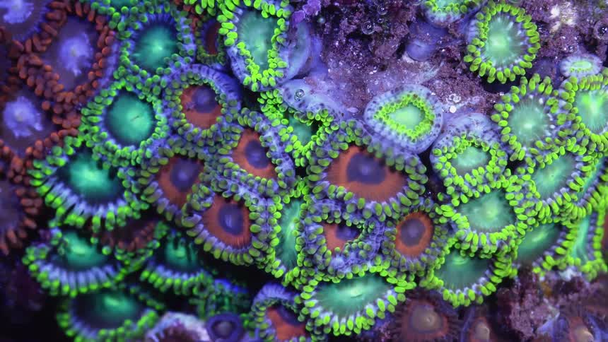 Brilliantly colorful coral polyps open and close as they filter feed