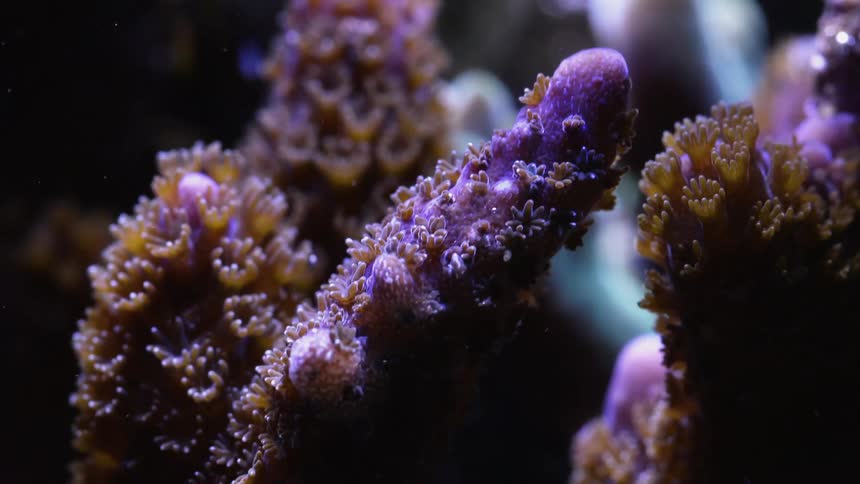 Close up of purple polyps on coral waving their tentacles