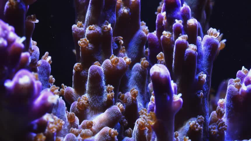 Time lapse of a sea anemone wiggling its appendices on an aquarium tank