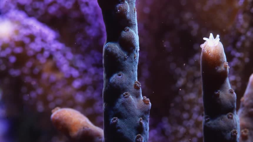 A view of coral in the ocean