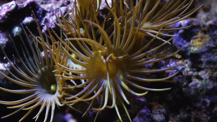 Time lapse view of ocean organisms growing