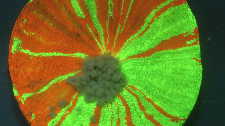 Rotating colorful neon liquid