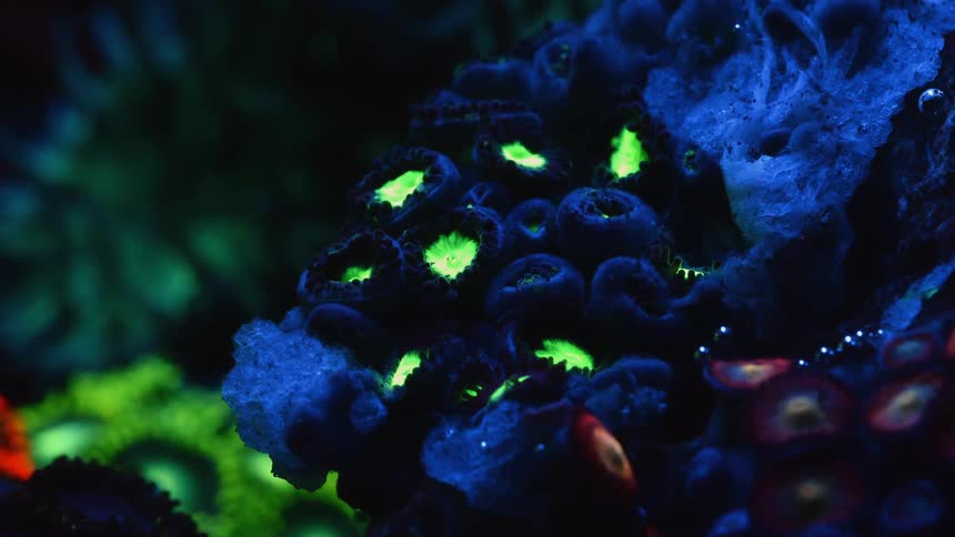Closeup of holy grail micromussa and acan coral