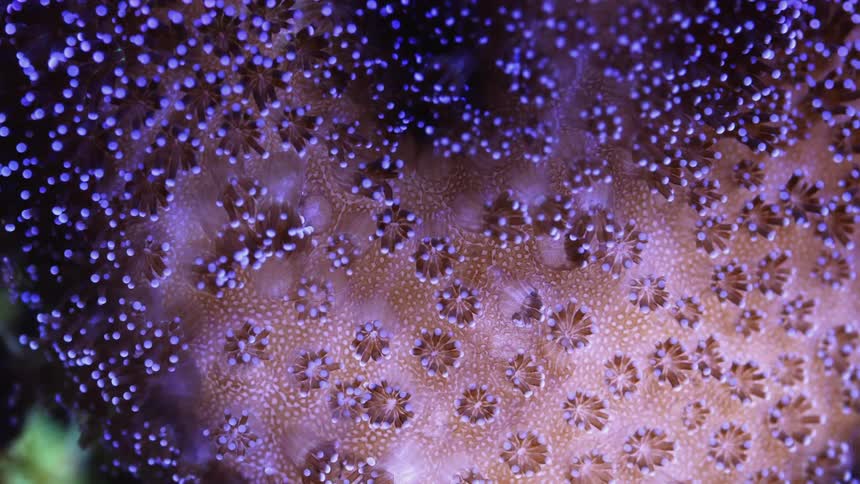 Close up of pink small coral polyps in time lapse
